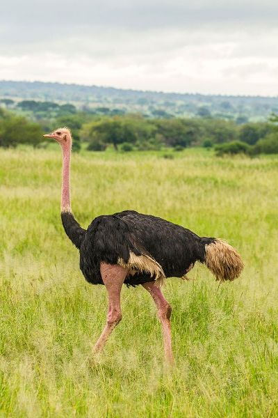 Africa-Tanzania-Tarangire National Park Ostrich male close-up